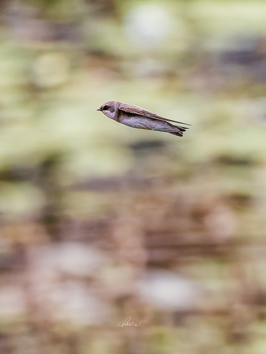 Solgun Kum Kırlangıcı - ML646778268