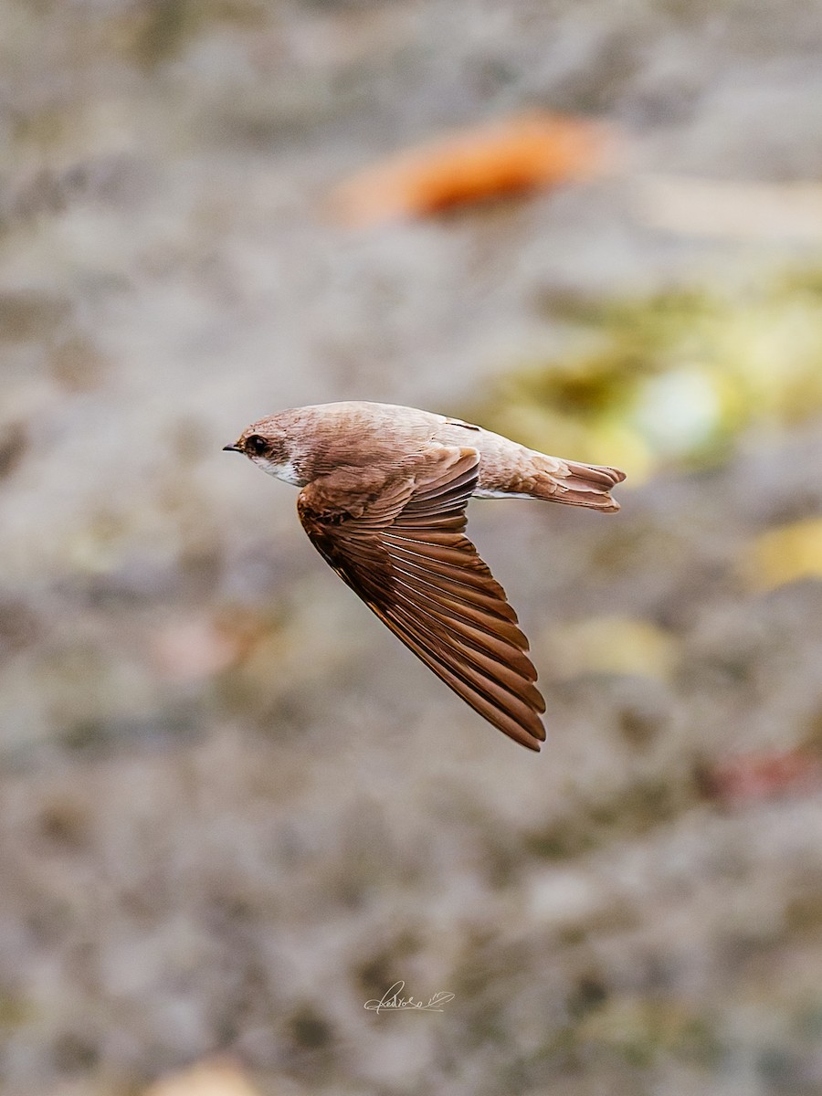 Solgun Kum Kırlangıcı - ML646778269