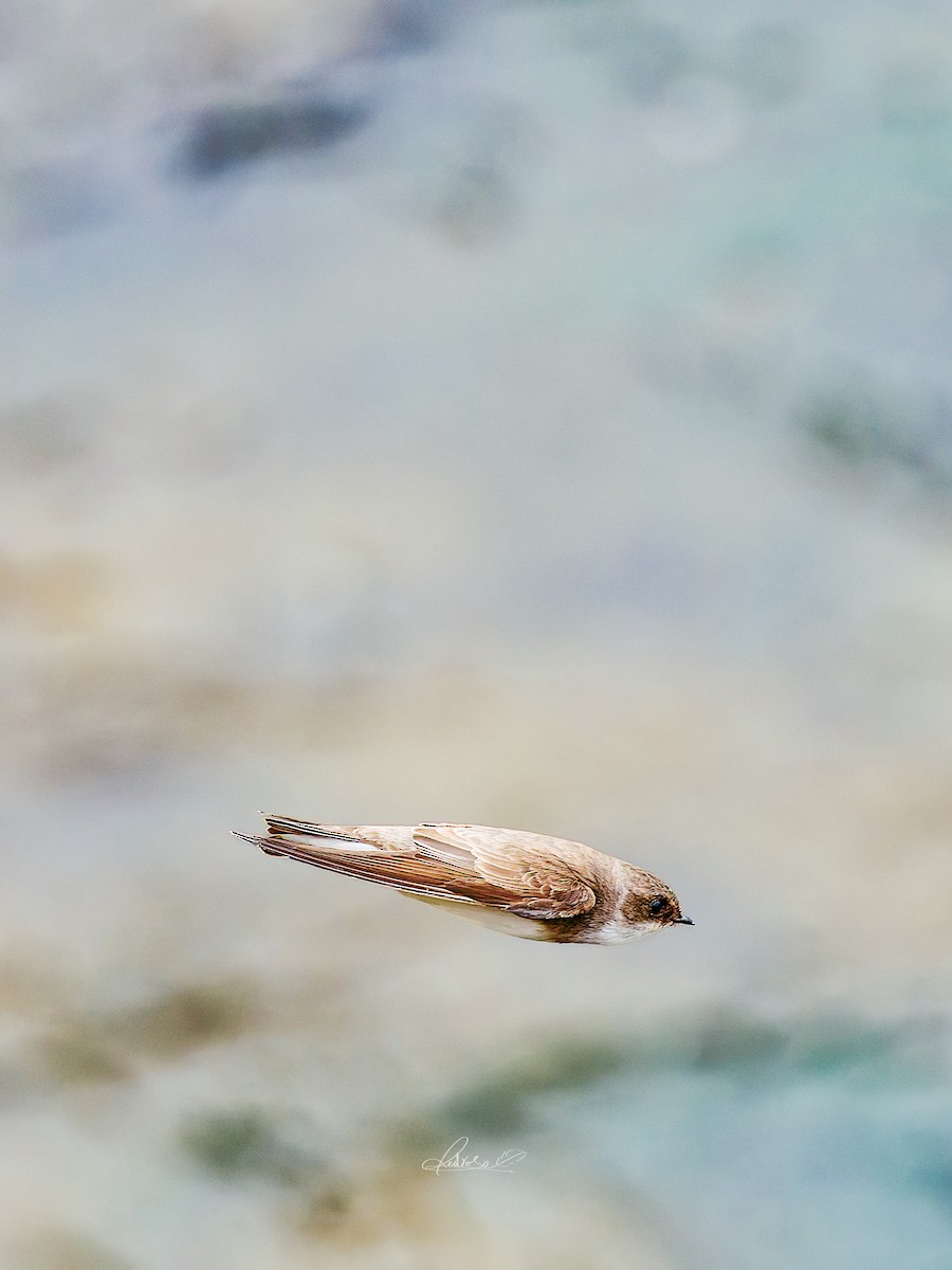 Solgun Kum Kırlangıcı - ML646778270