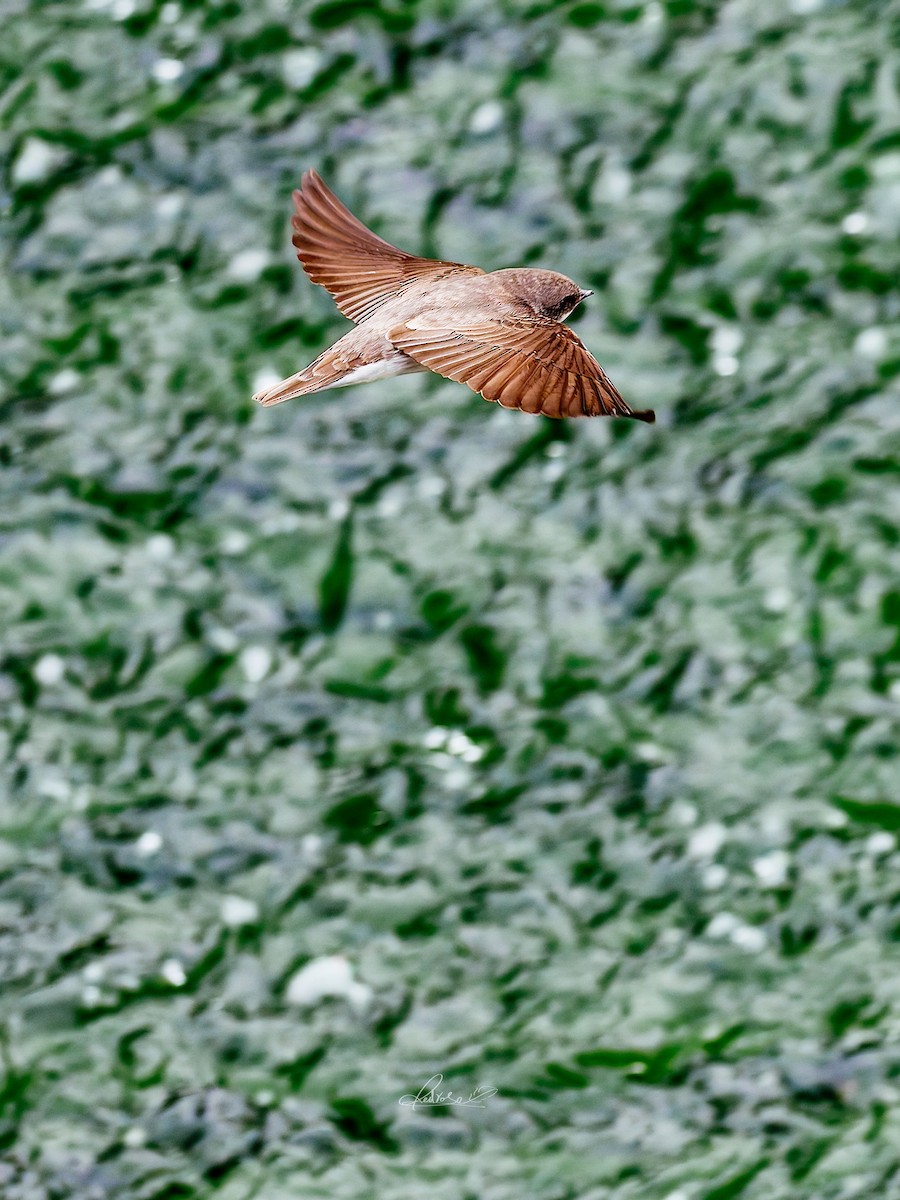 Solgun Kum Kırlangıcı - ML646778271