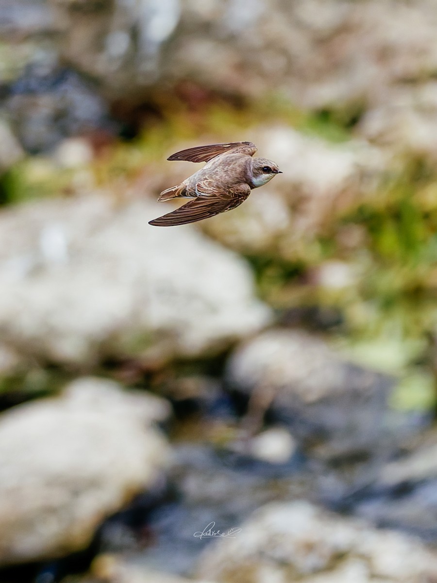 Solgun Kum Kırlangıcı - ML646778272