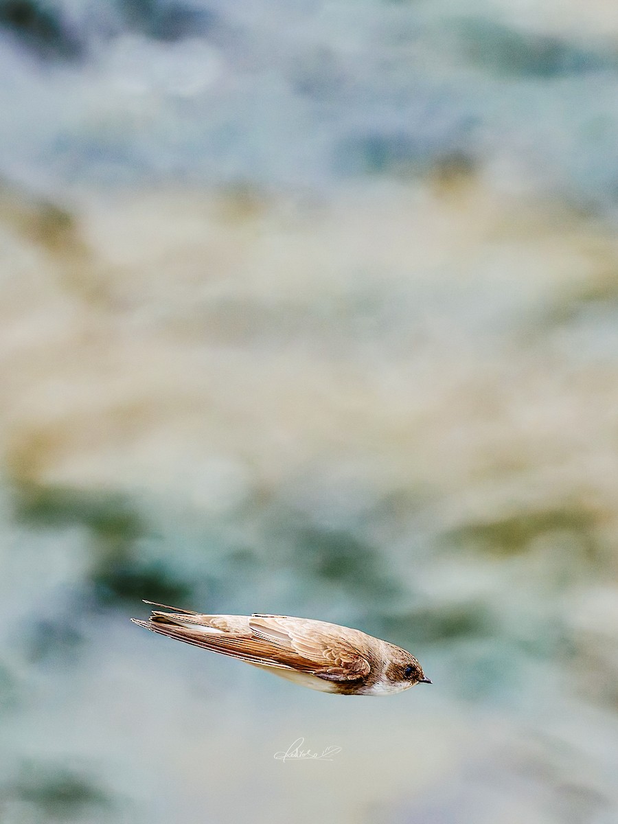 Solgun Kum Kırlangıcı - ML646778273