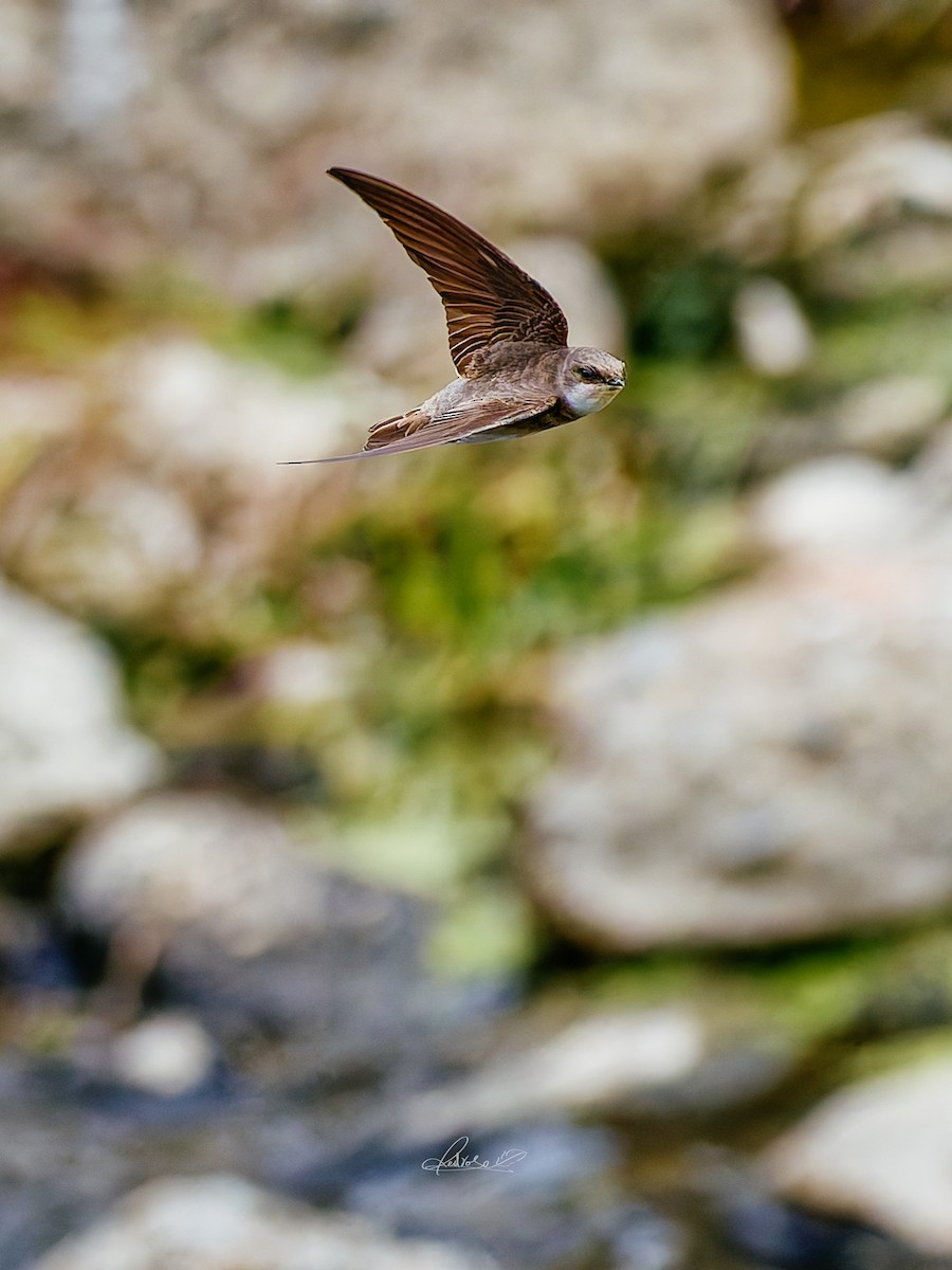 Solgun Kum Kırlangıcı - ML646778274