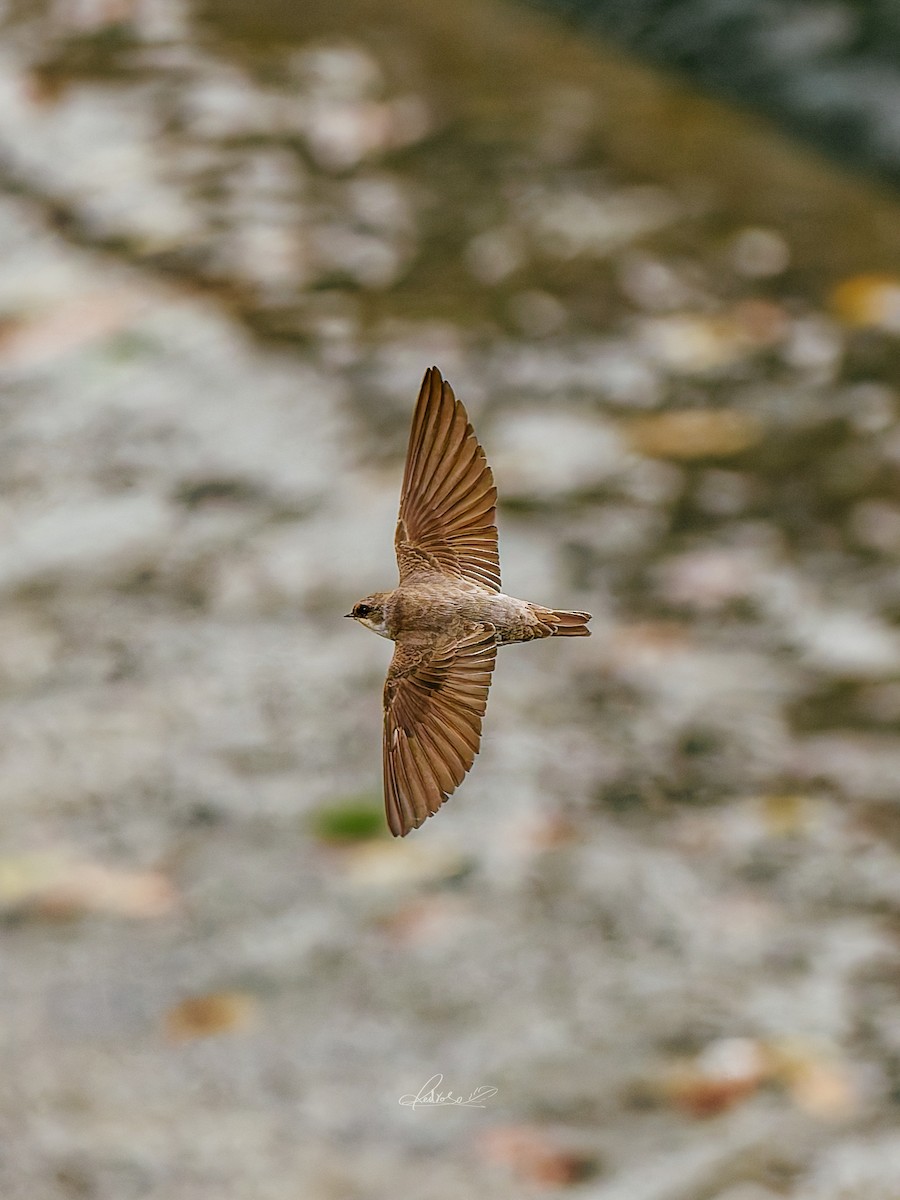 Solgun Kum Kırlangıcı - ML646778275