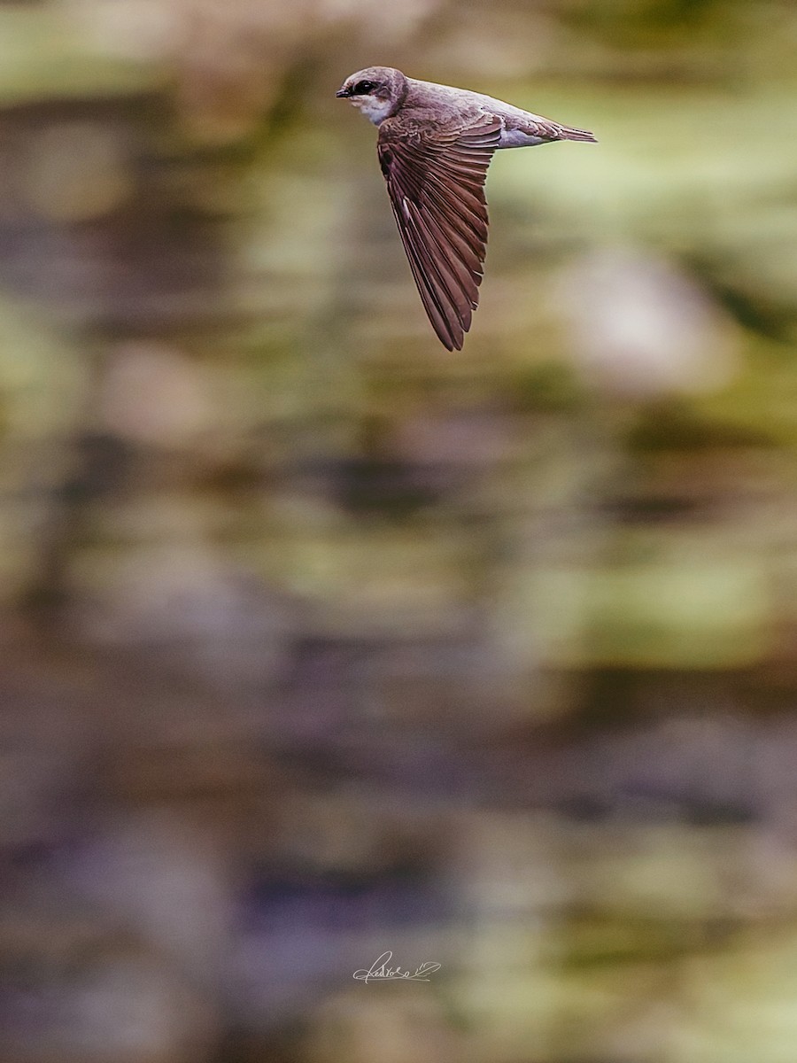 Solgun Kum Kırlangıcı - ML646778276