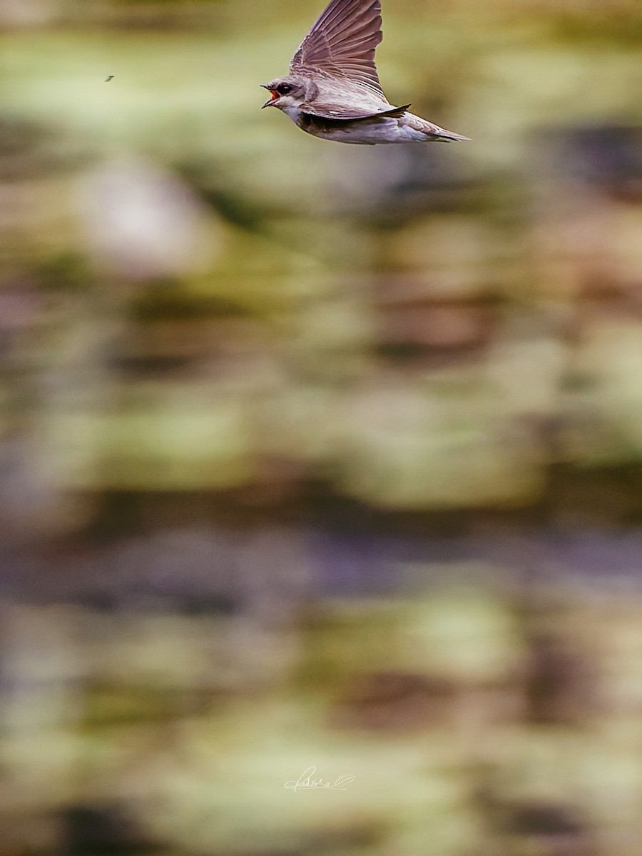 Solgun Kum Kırlangıcı - ML646778277