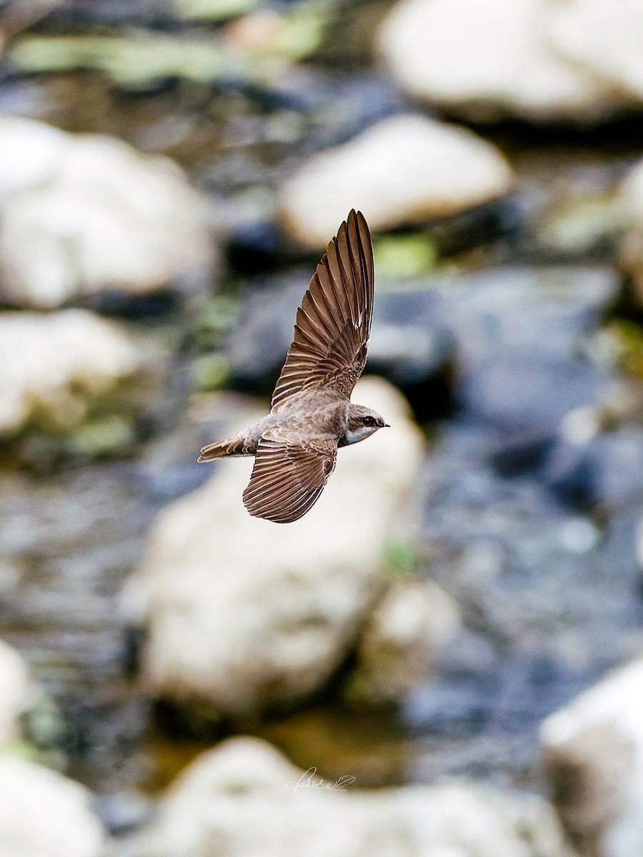 Solgun Kum Kırlangıcı - ML646778278