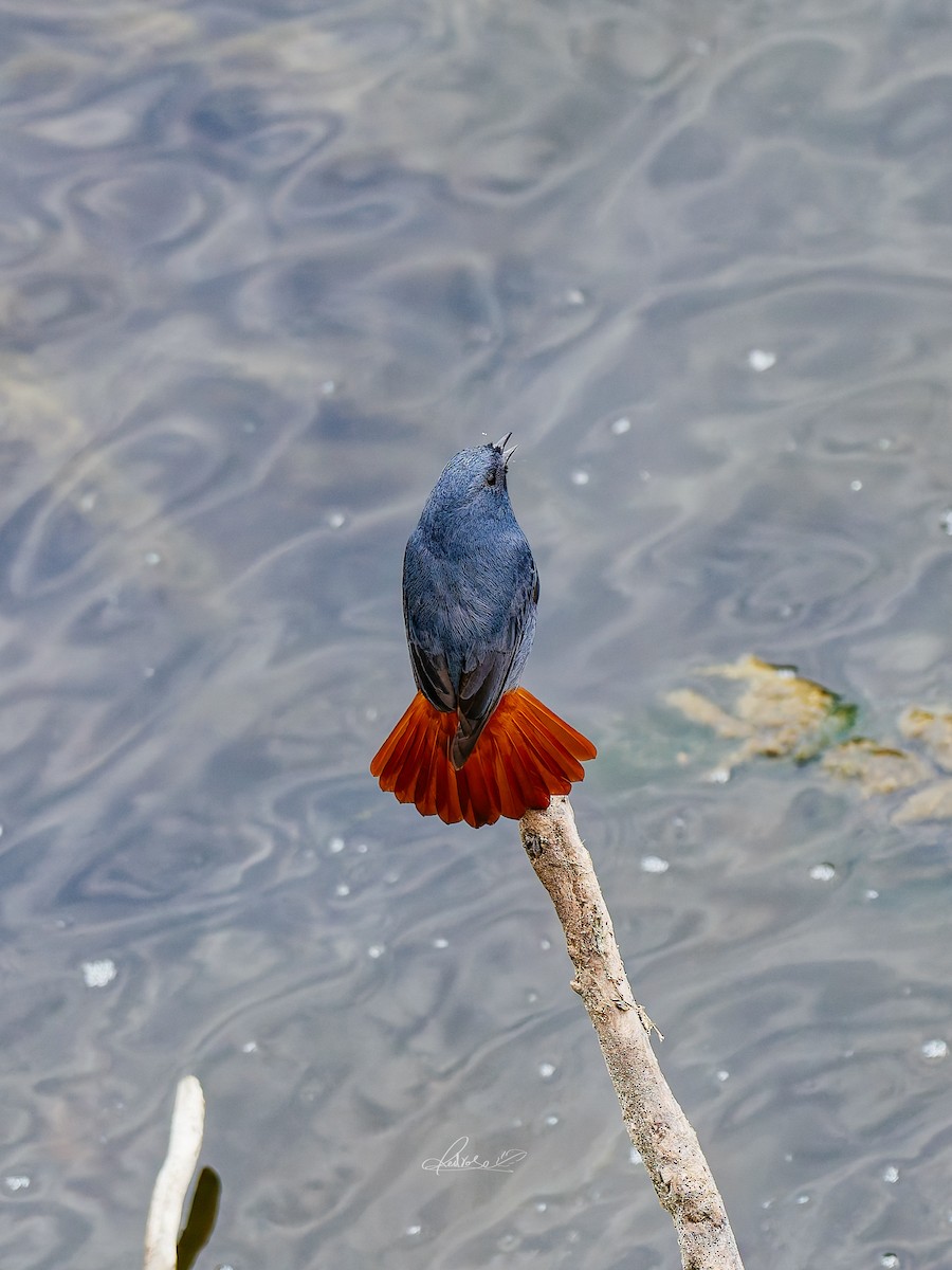 Kurşuni Kızılkuyruk - ML646778279