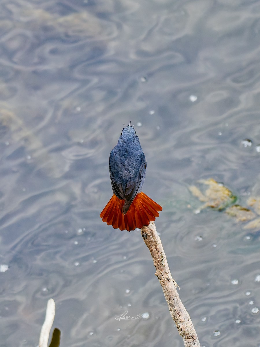 Kurşuni Kızılkuyruk - ML646778280