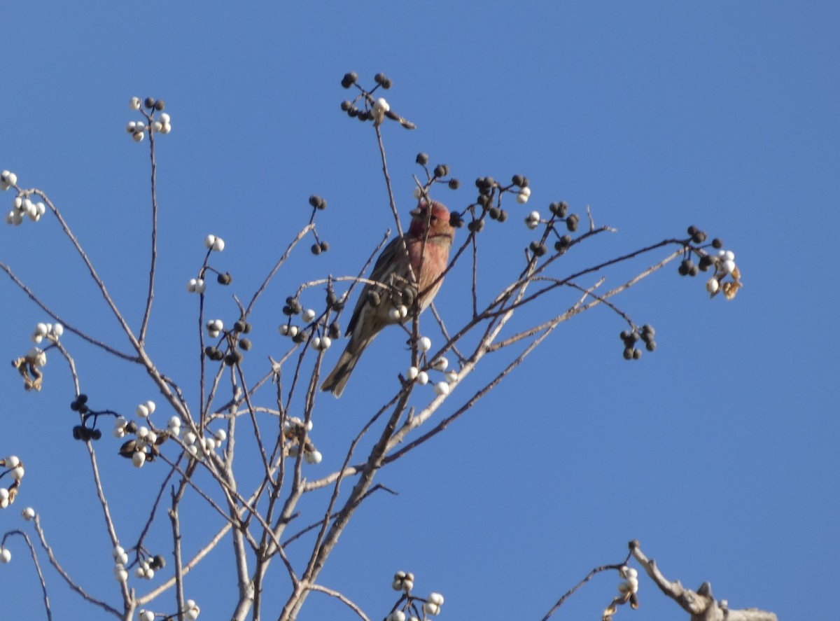 House Finch - ML646778281