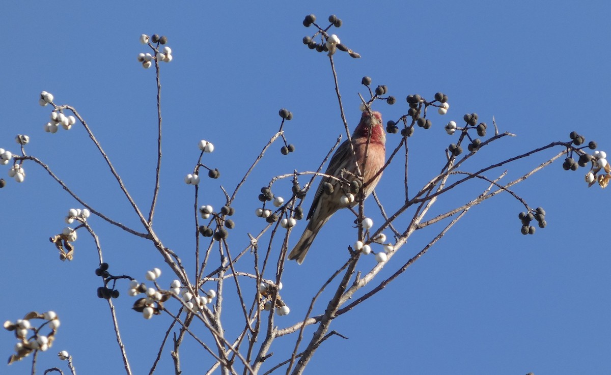 House Finch - ML646778282