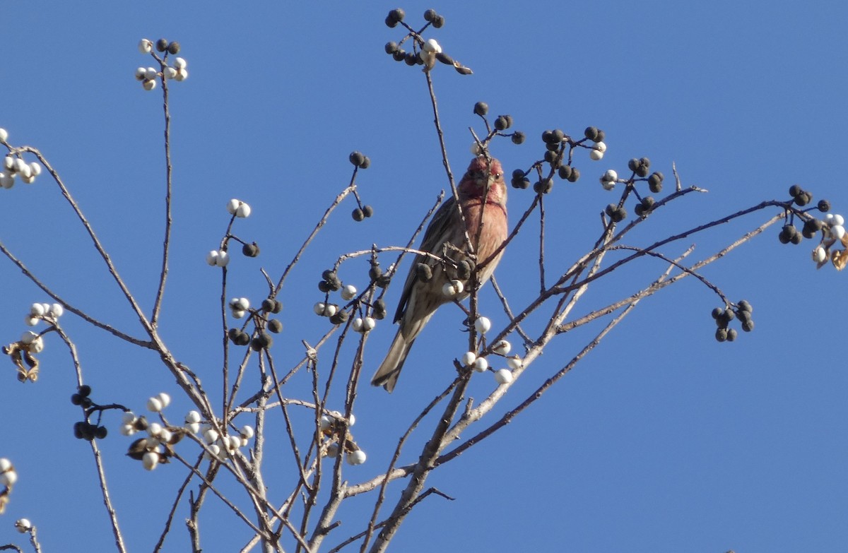 House Finch - ML646778283