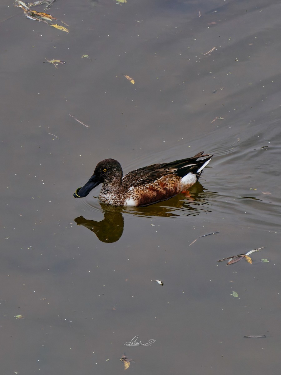 Kaşıkgaga - ML646778286