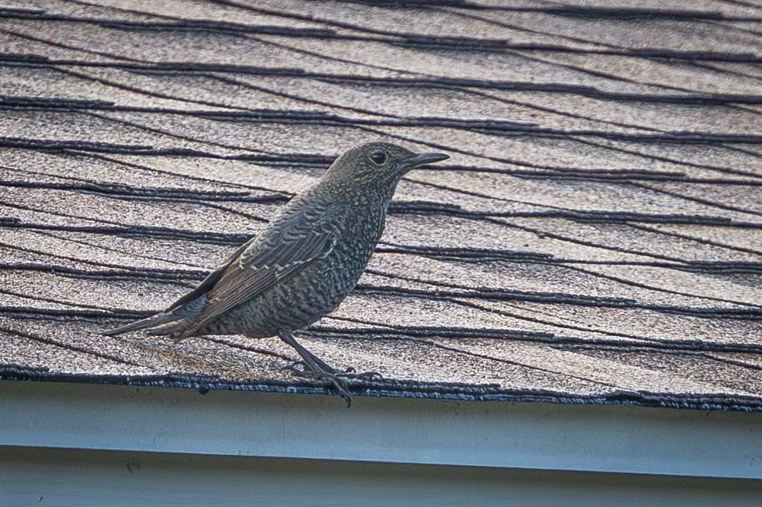 藍磯鶇 - ML646778288