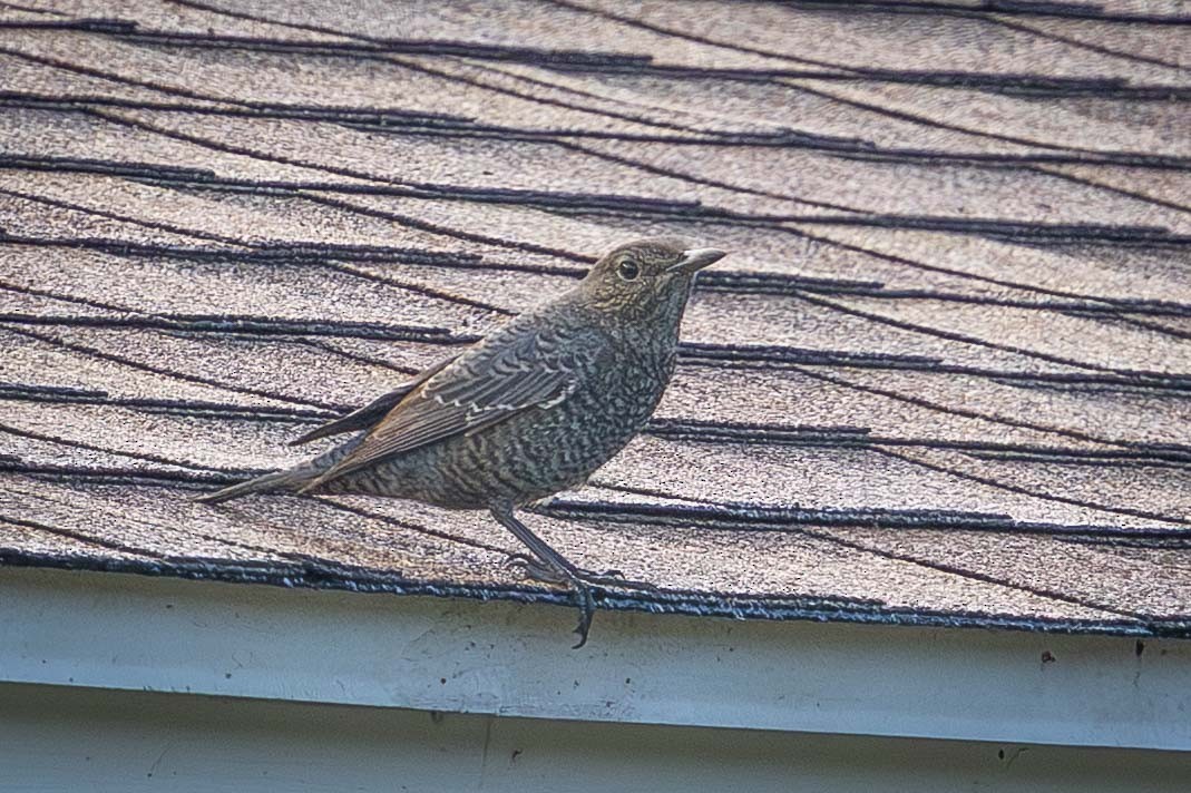 藍磯鶇 - ML646778289