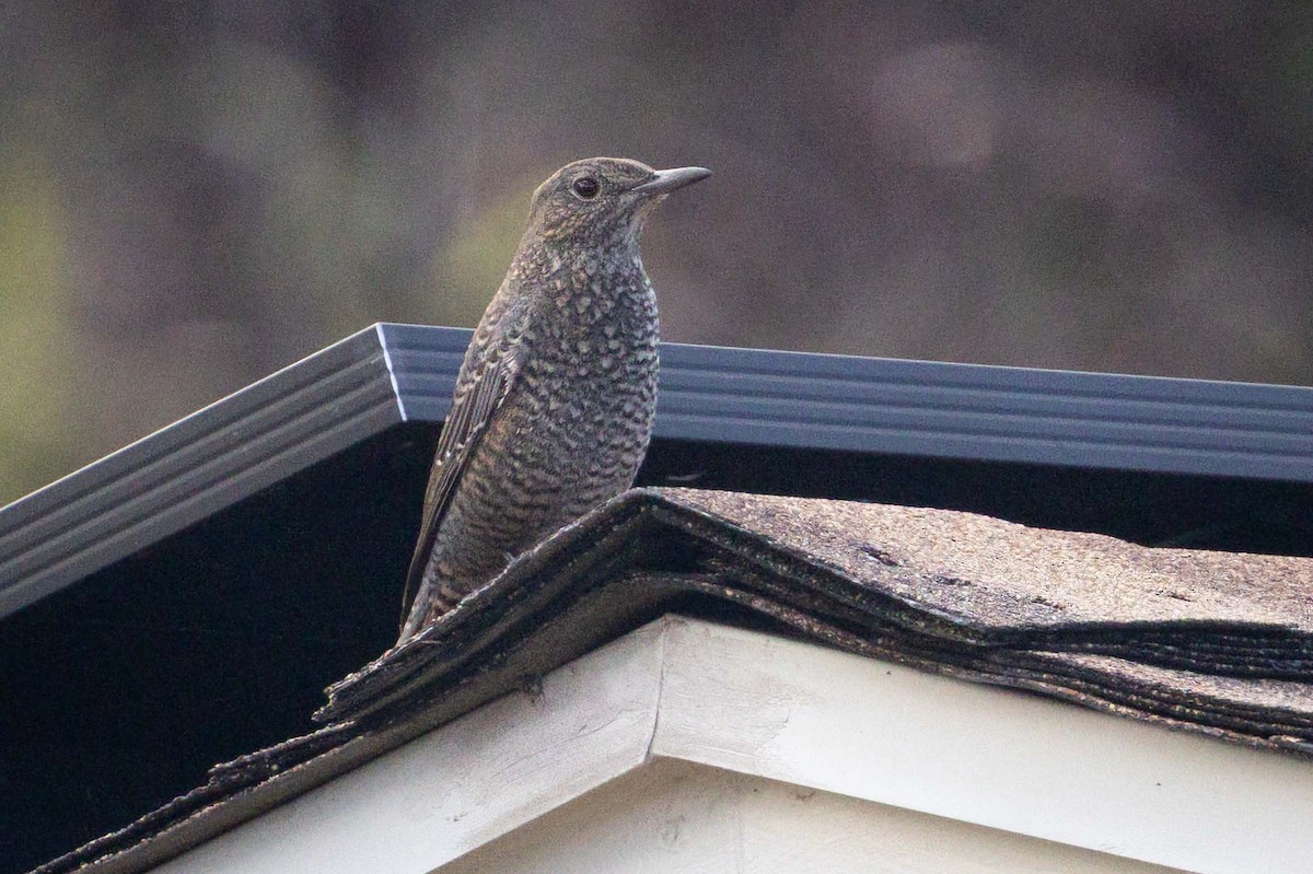 藍磯鶇 - ML646778290