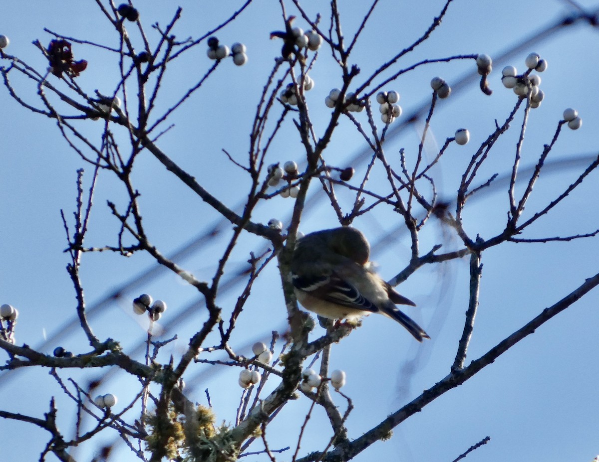 čížek žlutý - ML646778291