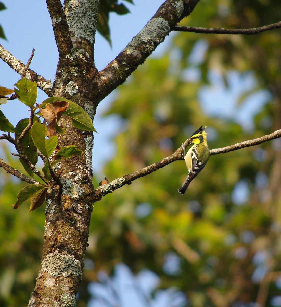 Гималайская синица - ML646778294