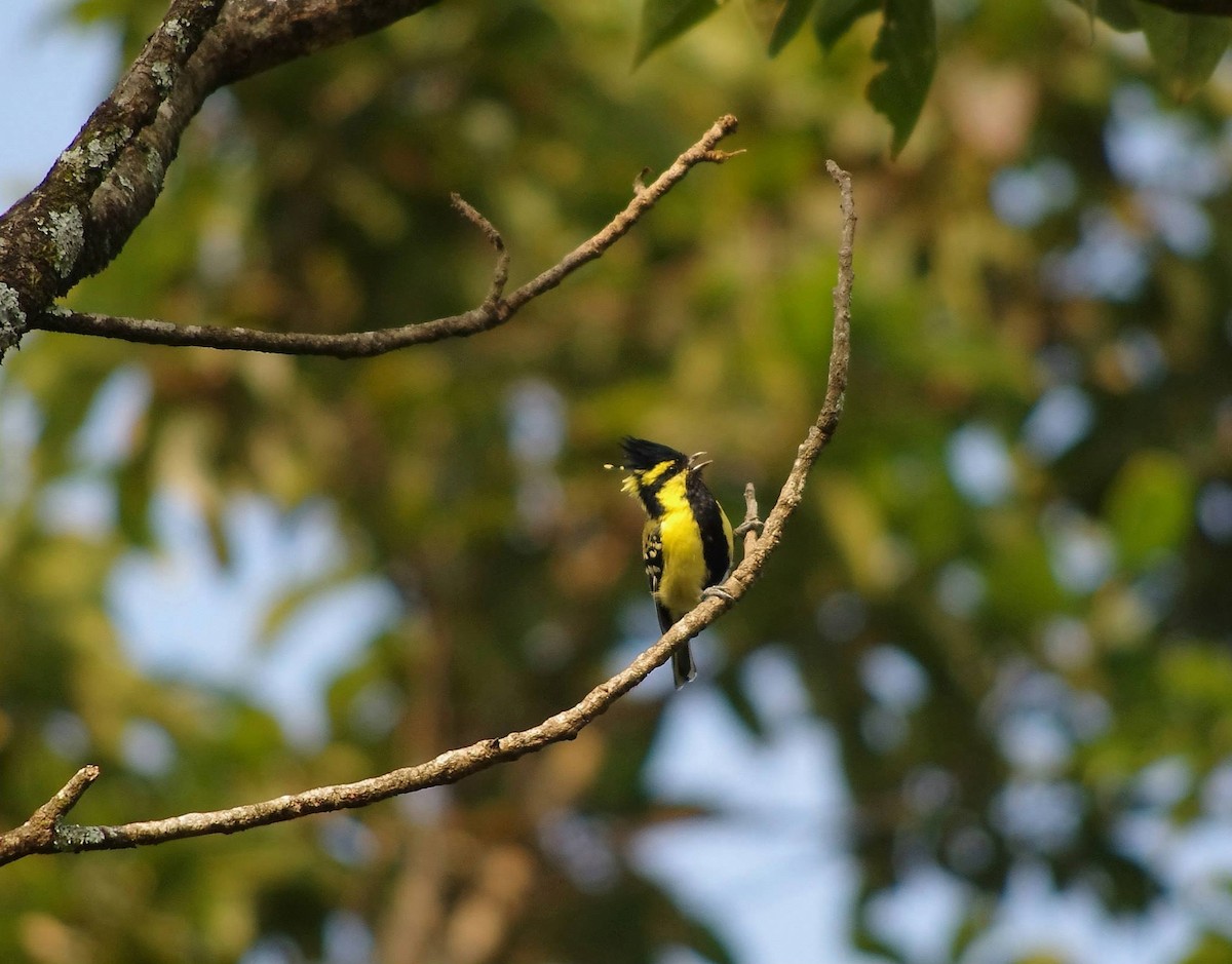 Гималайская синица - ML646778295