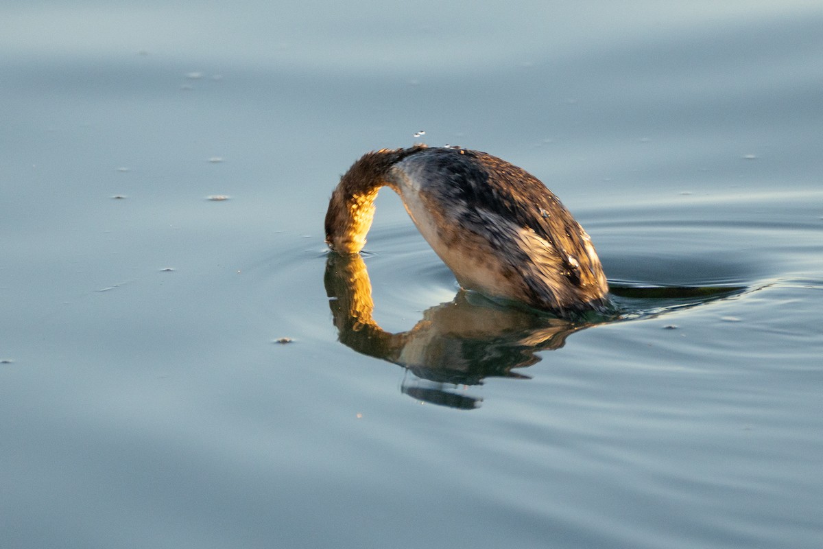 Kara Boyunlu Batağan - ML646778296