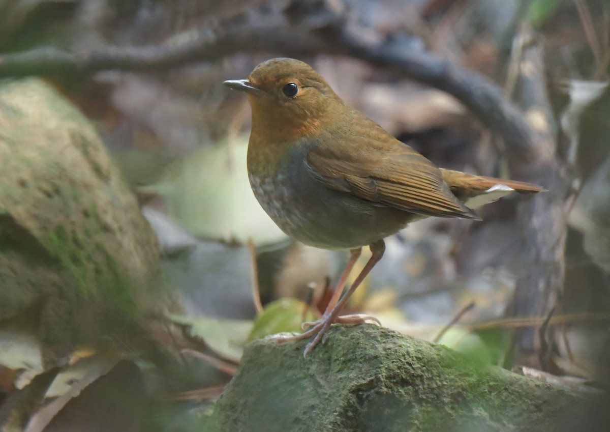 Japanese Robin - ML646778297