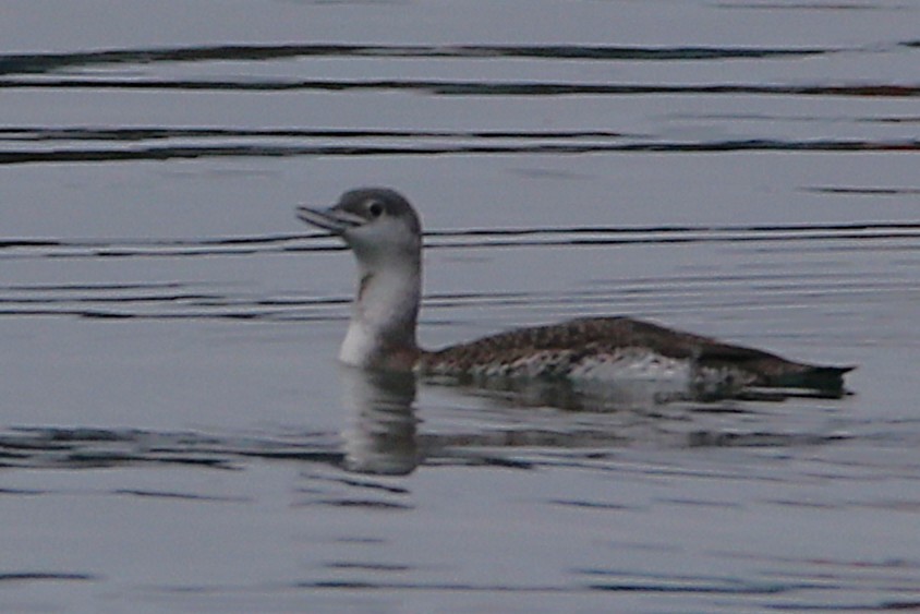 Red-throated Loon - ML646778298