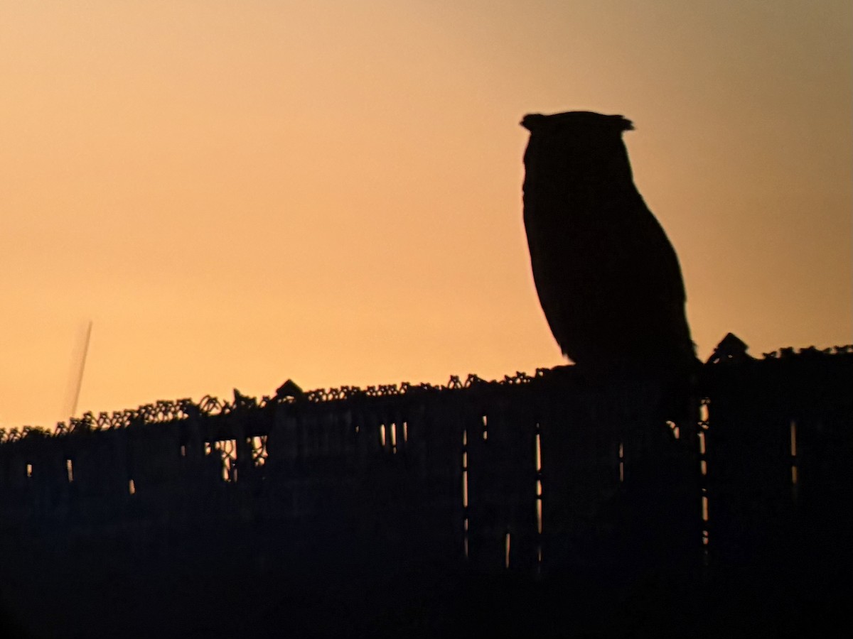 Great Horned Owl - ML646778299