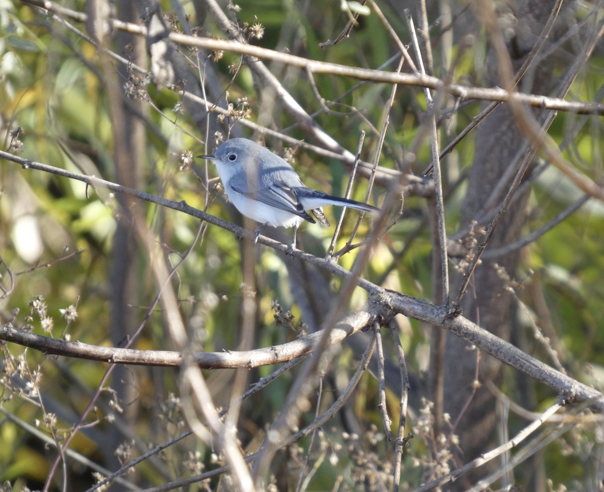 Blue-gray Gnatcatcher - ML646778300