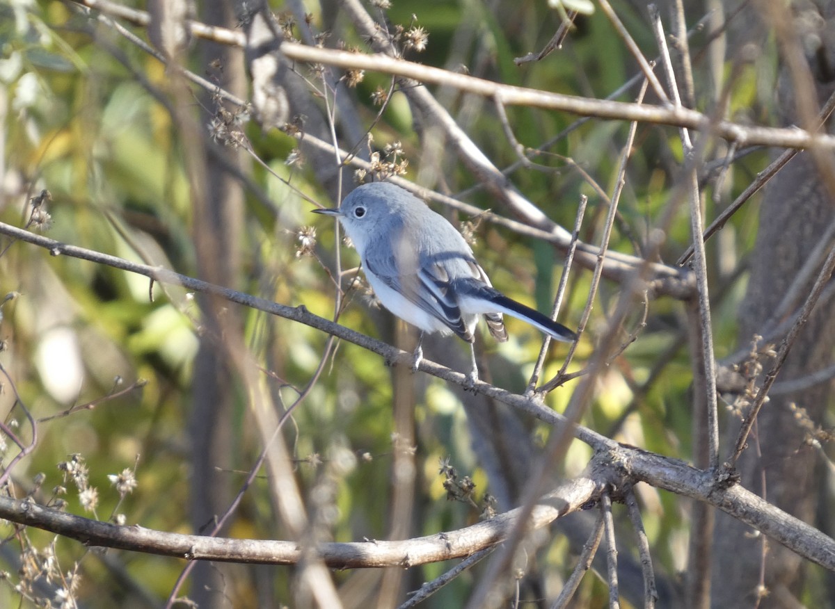 Blue-gray Gnatcatcher - ML646778301