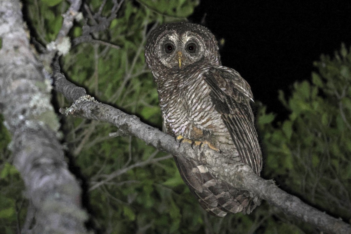 African Wood-Owl - ML646778302