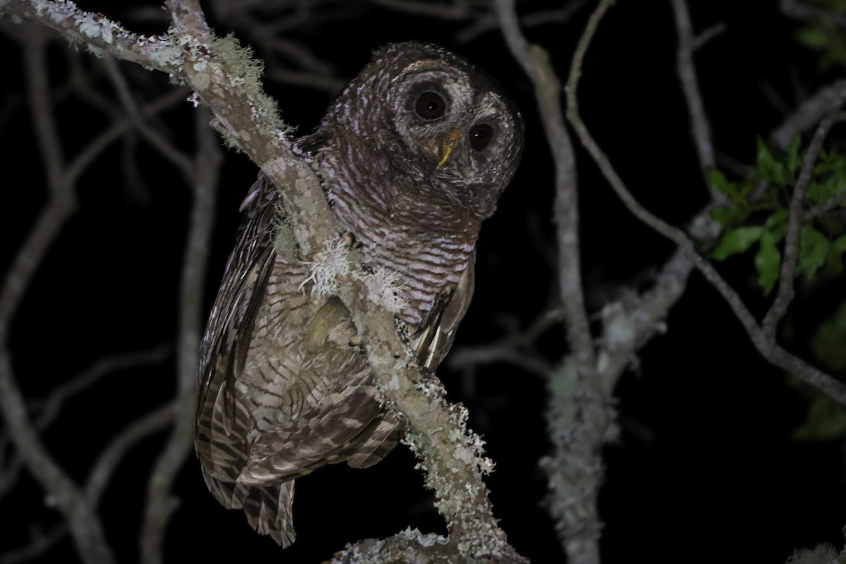 African Wood-Owl - ML646778303