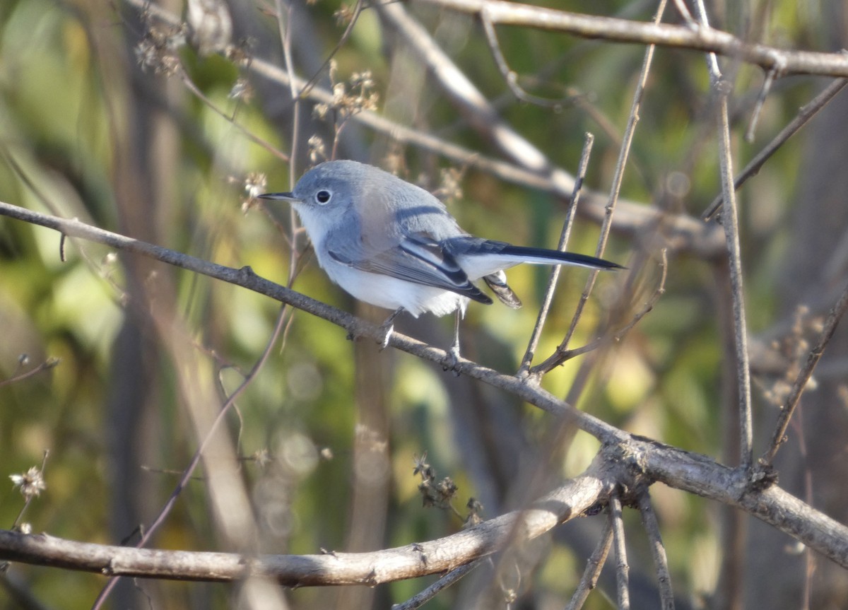 Blue-gray Gnatcatcher - ML646778304