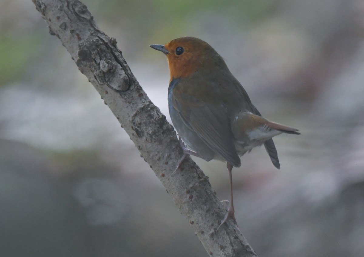 Japanese Robin - ML646778305