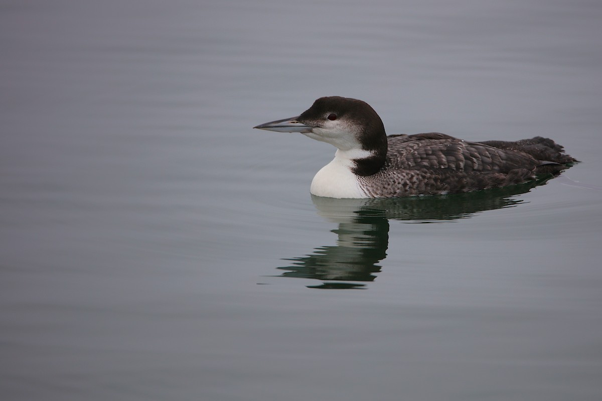 Buz Dalgıcı - ML646778306