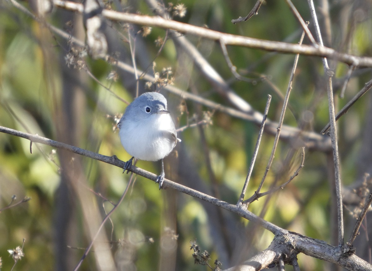 Blue-gray Gnatcatcher - ML646778307