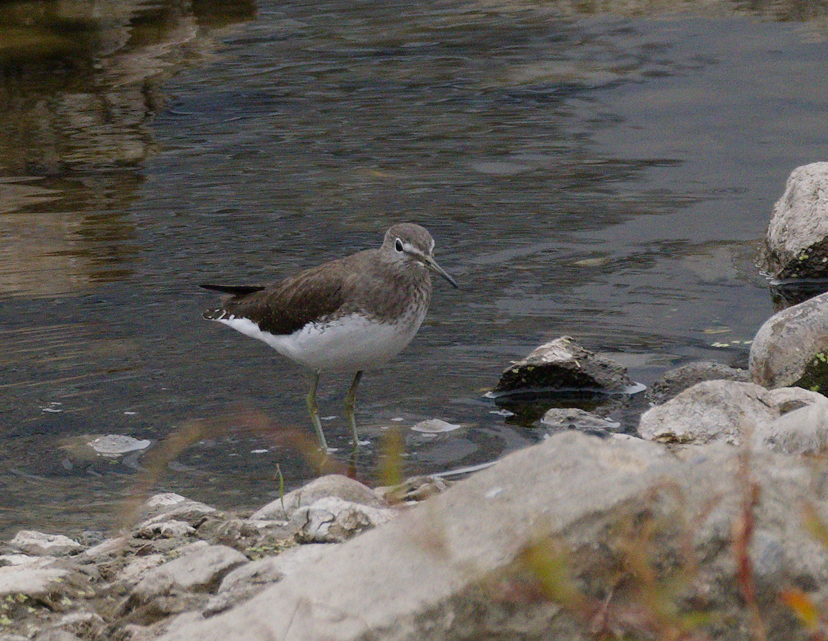 Yeşil Düdükçün - ML646778308