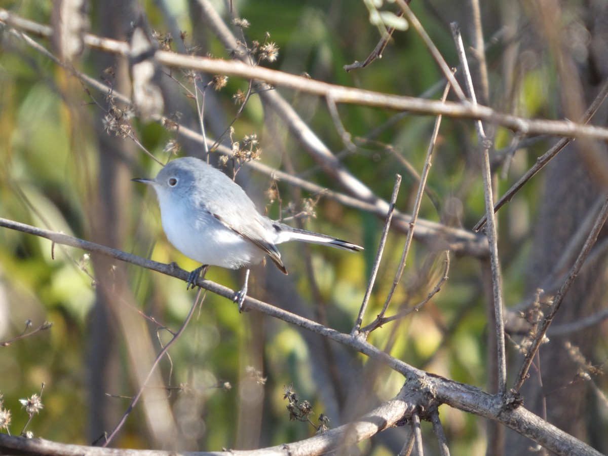 Blue-gray Gnatcatcher - ML646778309