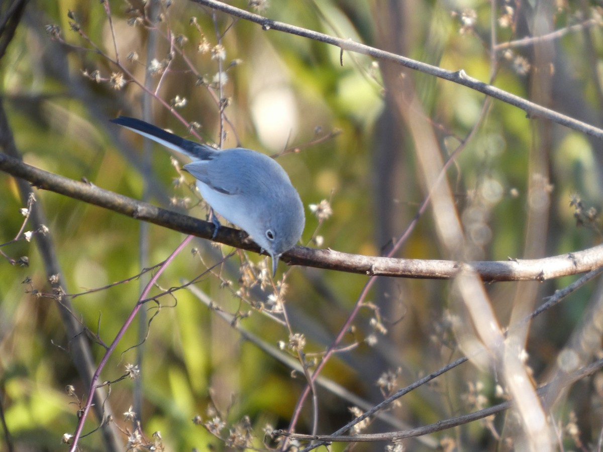 Blue-gray Gnatcatcher - ML646778311