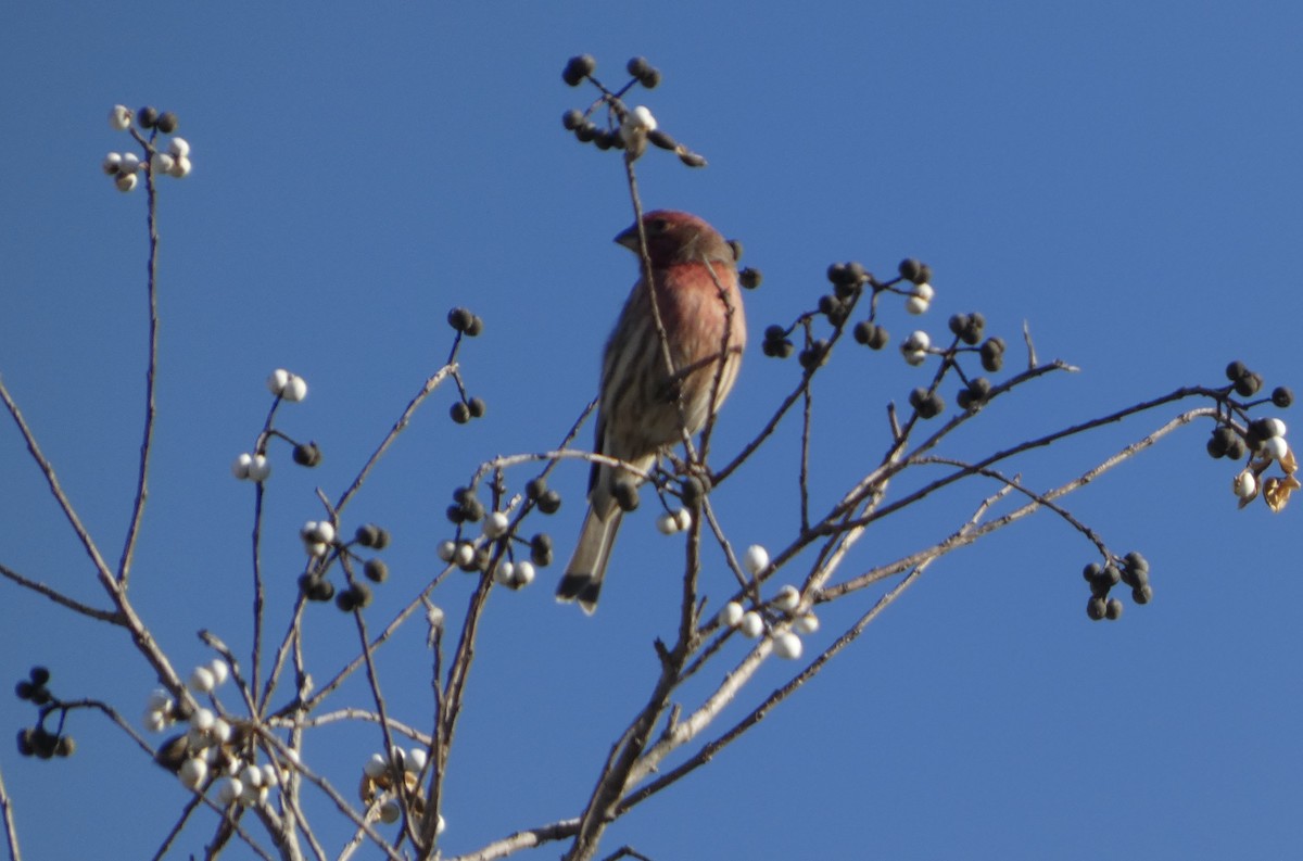 House Finch - ML646778315