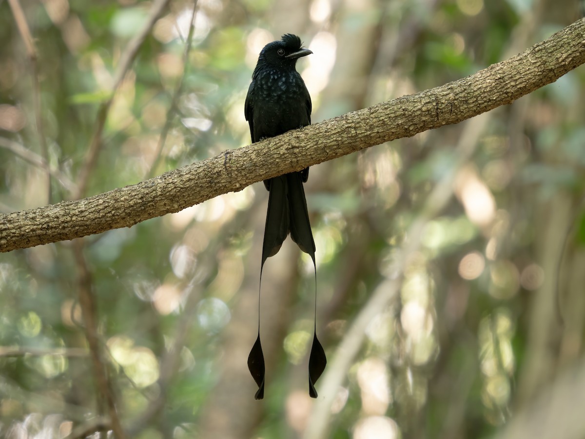 Greater Racket-tailed Drongo - ML646778317