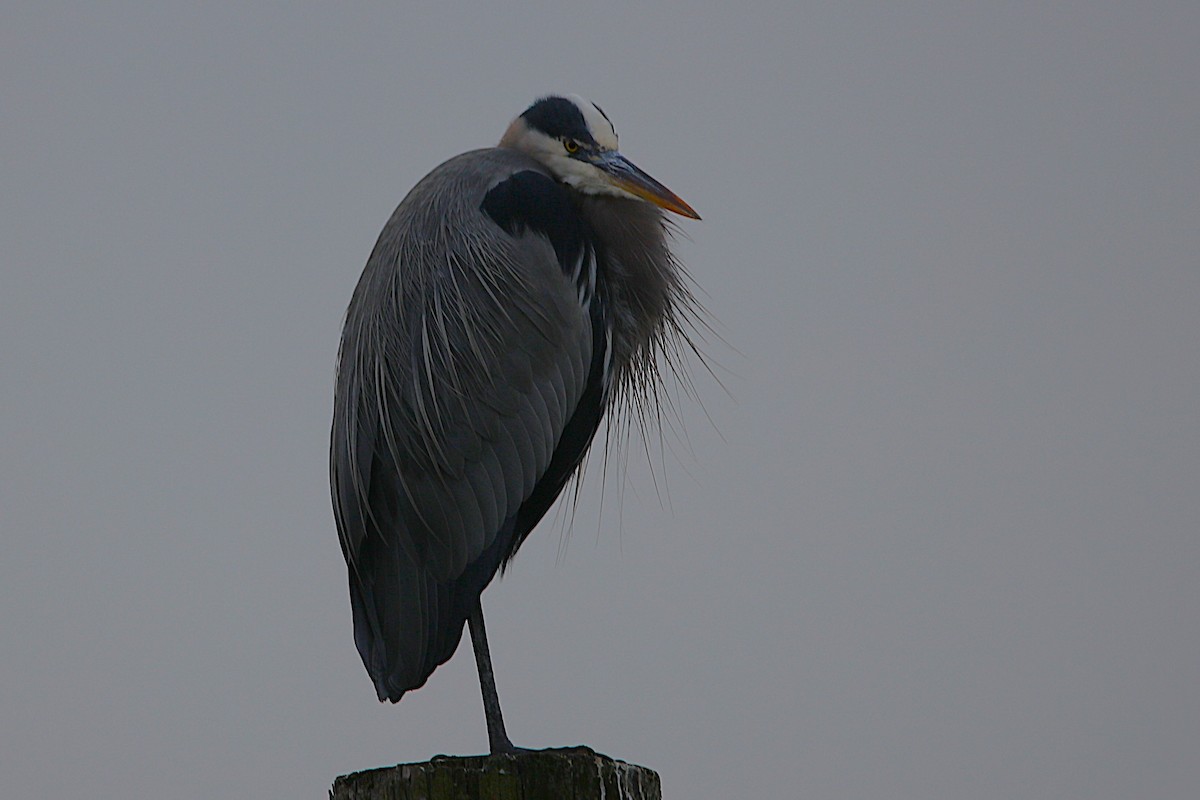 Great Blue Heron - ML646778321
