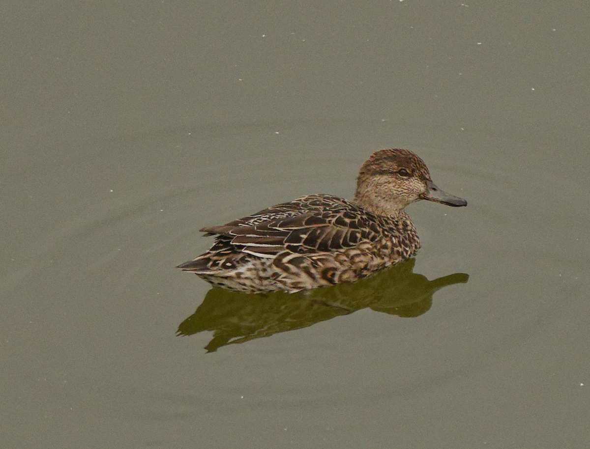 Çamurcun - ML646778323