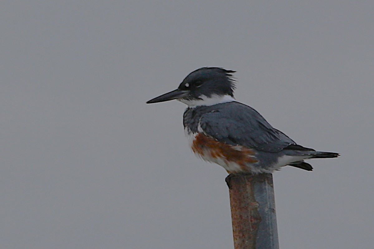 Belted Kingfisher - ML646778325