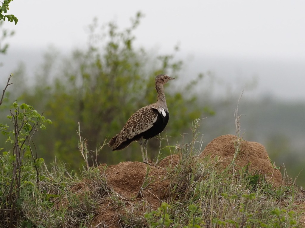 カンムリショウノガン - ML646778328