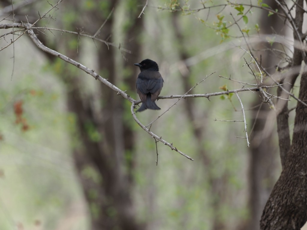 クロオウチュウ - ML646778332