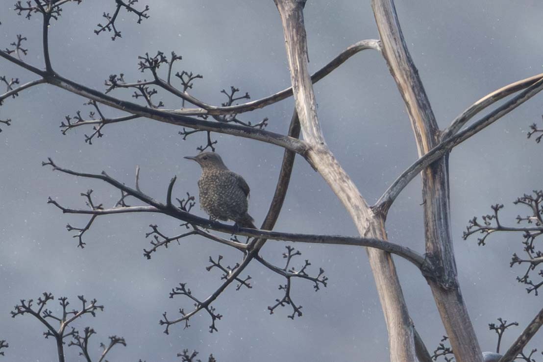 藍磯鶇 - ML646778333