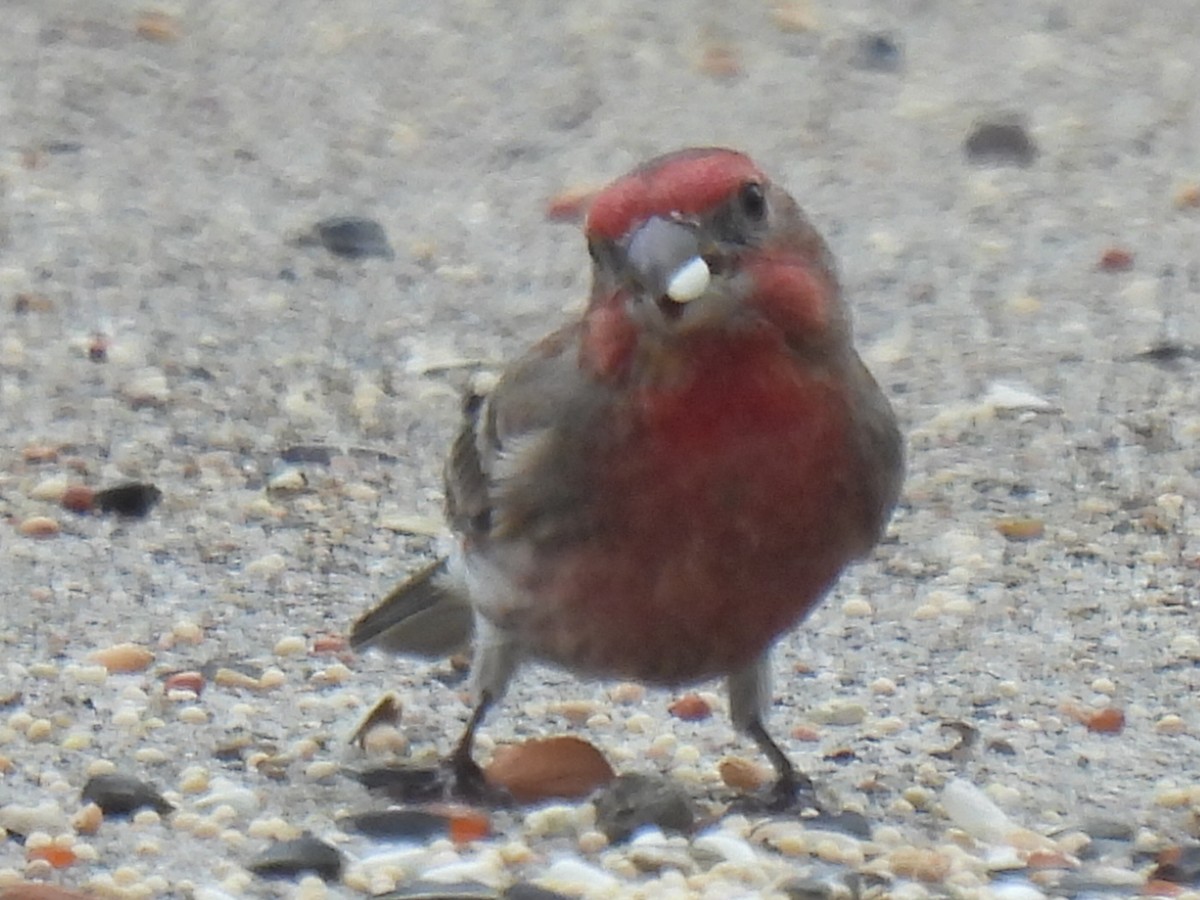 House Finch - ML646778337