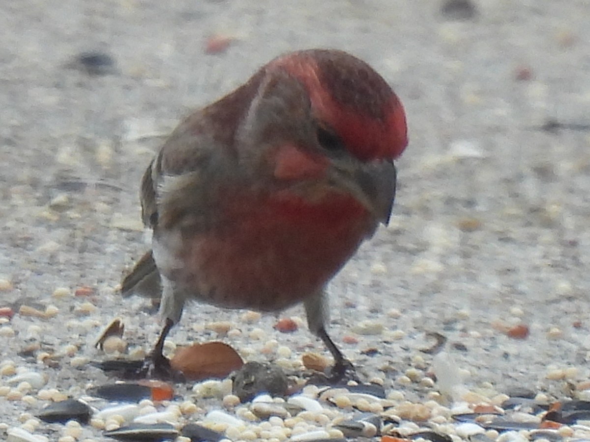 House Finch - ML646778338