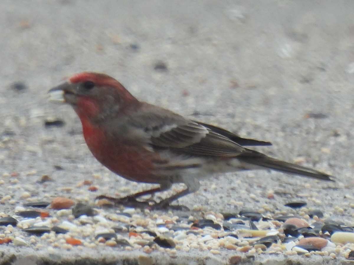 House Finch - ML646778339