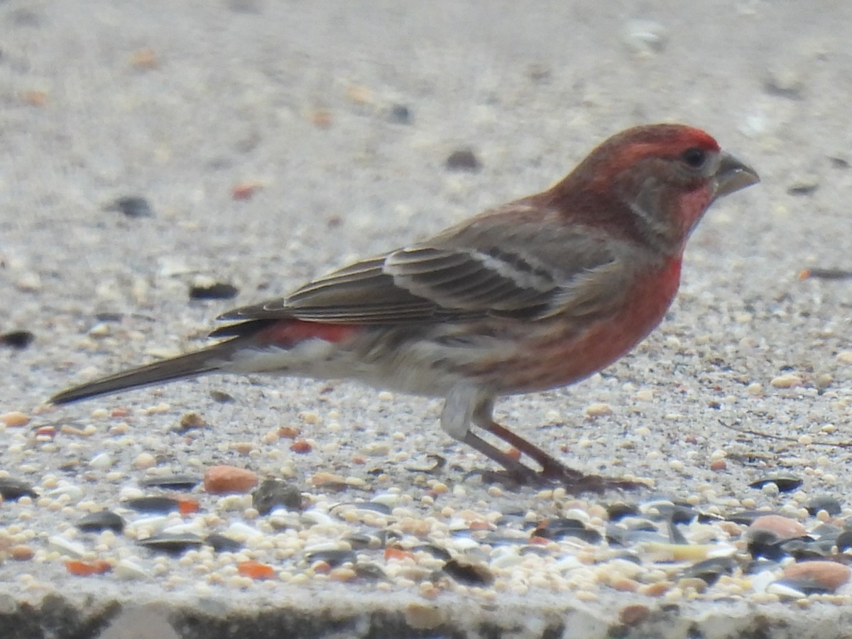 House Finch - ML646778340